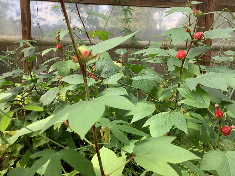 Hibiscus Tea Plant - 2.5" Pot - Roselle - Hibiscus sabdariffa - Edible & Medicinal Perennial for Easy Gardening