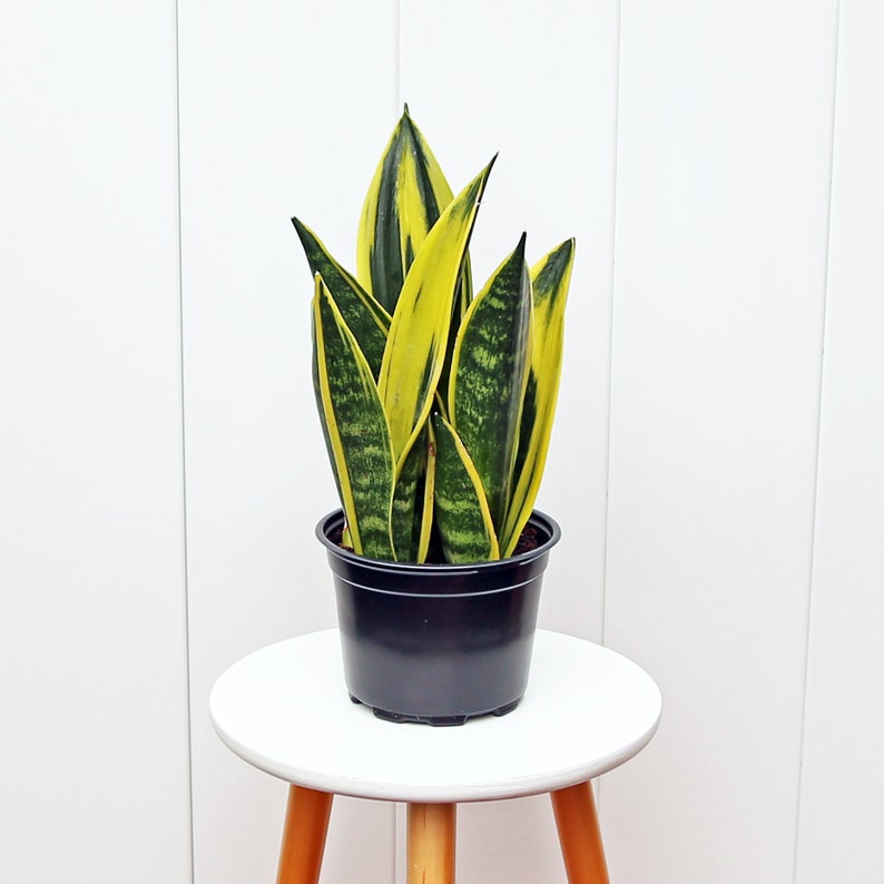 LIVE 6” Sansevieria Golden Flame Snake Plant - Indoor Air Purifying Houseplant (Sansevieria) - Perfect Gift for Plant Lovers