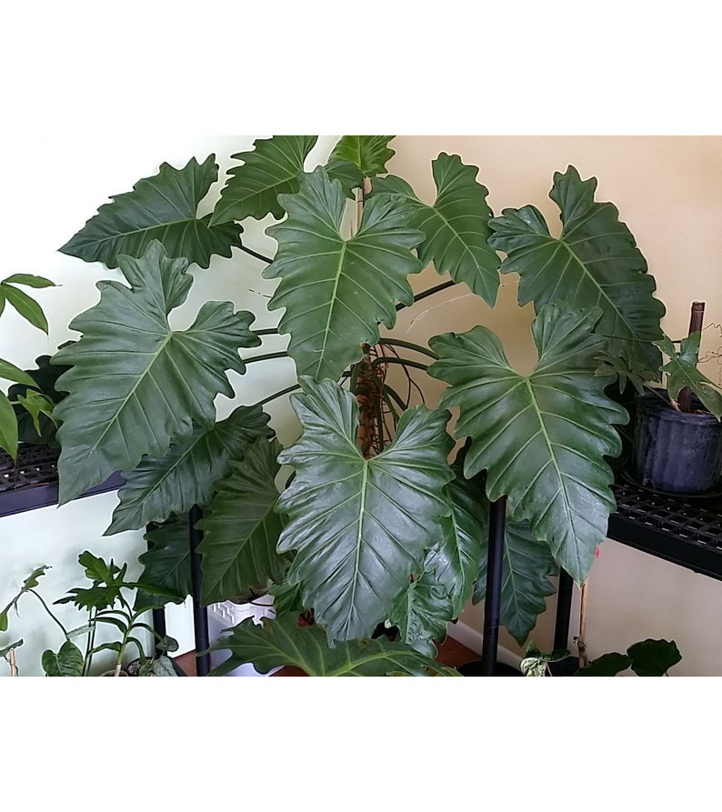 Philodendron Cutting - Huge P. subincisum (Wilsonii) - Tropical Big-Leaf Plant - Rare Houseplant for Indoor and Outdoor Growth