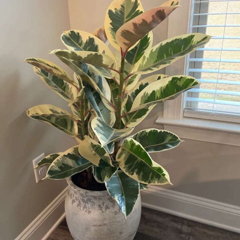 Ficus Tineke Variegated Bush - Easy-to-Grow Rubber Tree - Ficus Elastica Tineke - Decorative Indoor Houseplant