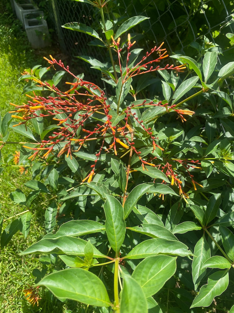 Firecracker Bush Plant, 2.5" Pot, Hamelia patens, Hummingbird Friendly, Dwarf Variety, Orange-Red Flowers