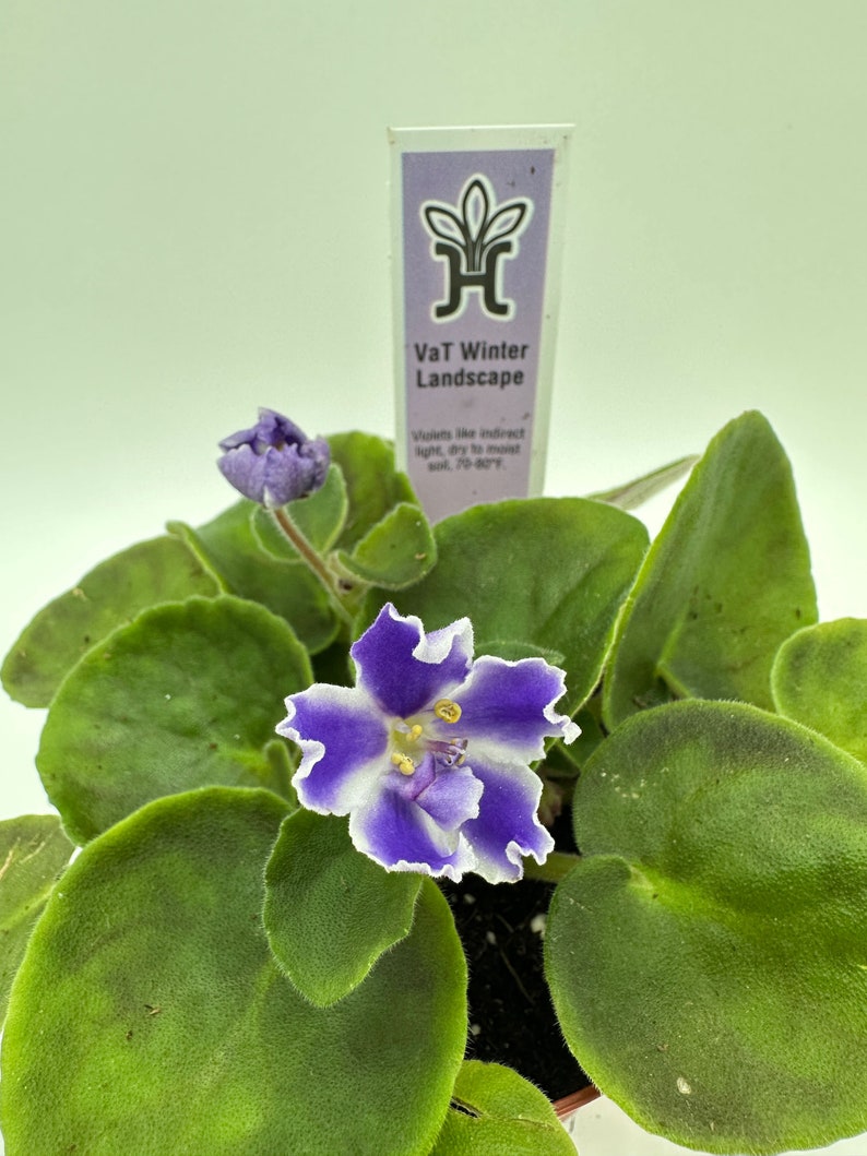 Live African Violet 4" - VaT Winter Landscape - Blooming African Violet Plant - Saintpaulia