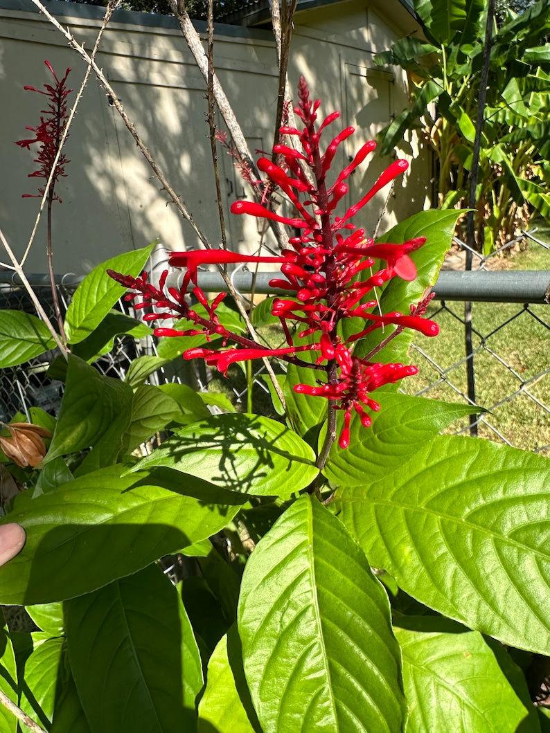 Fire Spike Plant - 2.5" Pot - Odontonema stictum - Vibrant Red Flowers - Hummingbird Attraction - Perennial Shrub