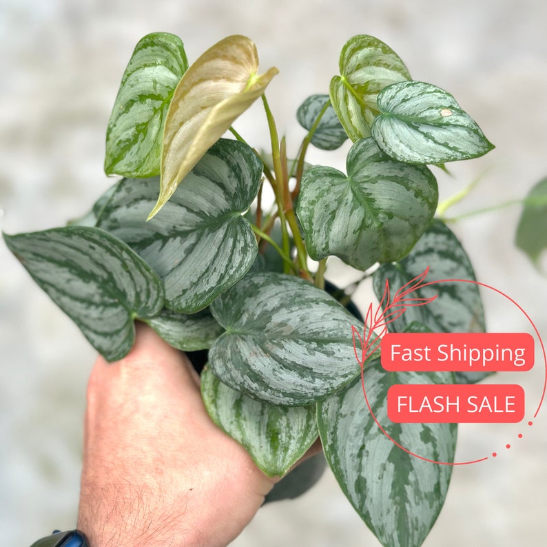brandi philodendron Philodendron Brandtianum