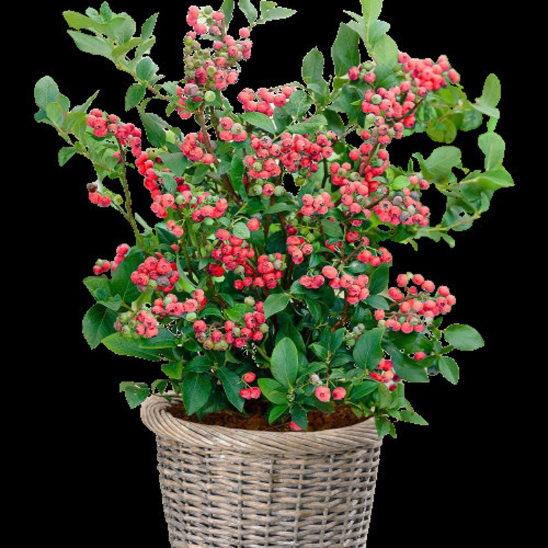 Dwarf Blueberry Plant - Pink Lemonade Variety - Vaccinium corymbosum - Live Starter Fruit Tree for Garden - Zones 4-8