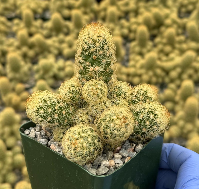 Ladyfinger Cactus Cluster | Mammillaria Elongata | Golden Stars | Low-Maintenance Indoor Plant | Unique Cactus Variety