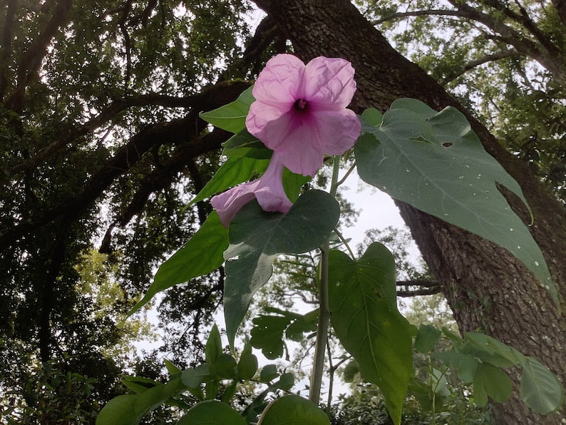 Tree Morning Glory Plant, 2.5” Pot, Lavender Flowers, Ipomoea cornea, Live Plant for Landscape or Garden Use