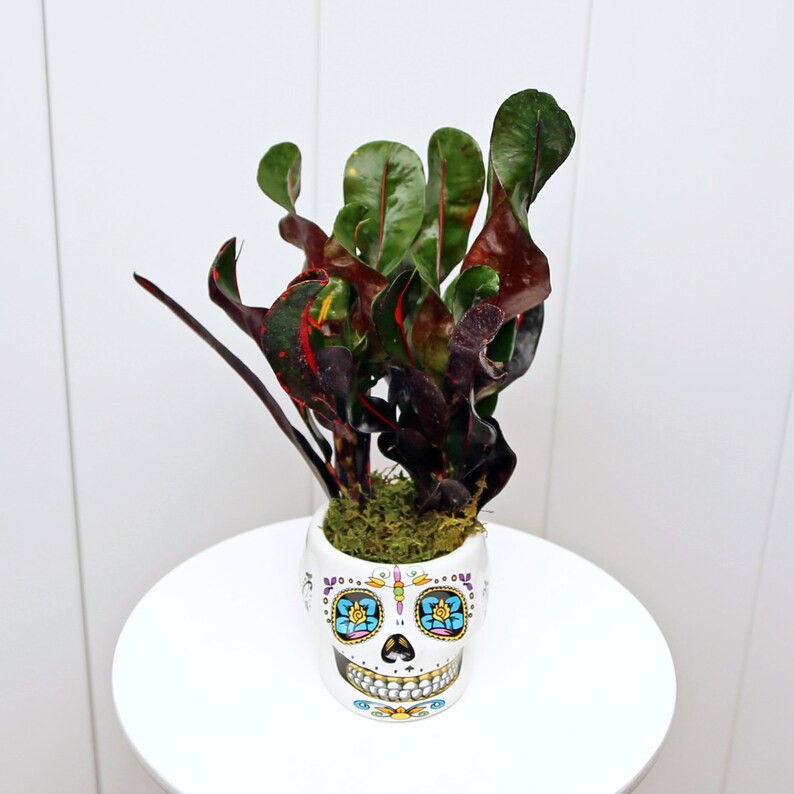 variegated mammy croton LIVE Potted Croton Mammy Plant - Variegated Ceramic Skull Planter - Codiaeum Variegatum "Mammy"