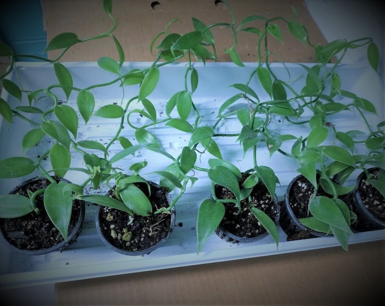Vanilla Plant - 6-8" Vining Orchid - Vanilla Planifolia Bean - Tropical Vine for Indoors - Vanilla Bean Orchid