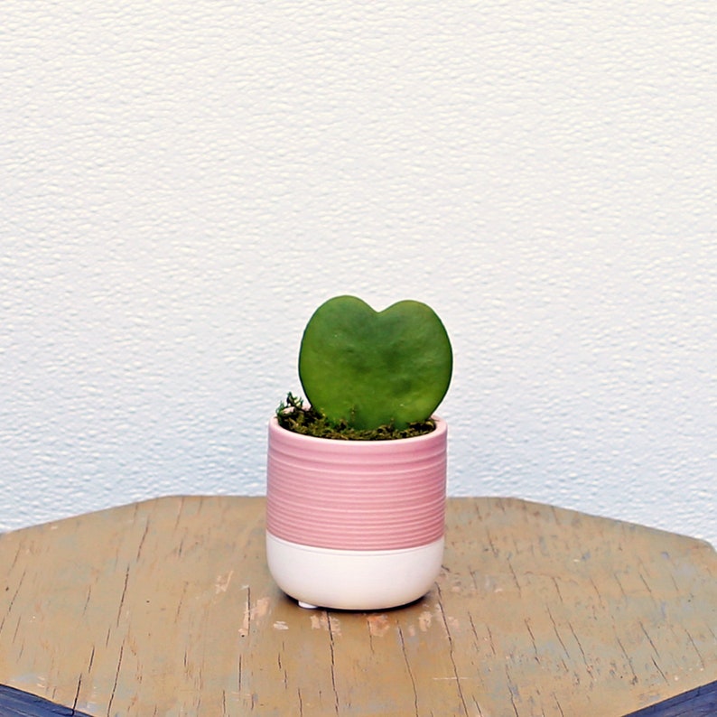 Heart-Shaped Hoya Plant in Ceramic Pot, Hoya Kerrii, Unique Indoor Houseplant, Perfect Gift for Mom, Valentine's, or Office