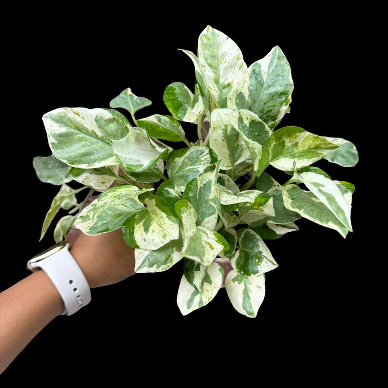 n joy pothos light requirements Rare N'Joy Pothos 4" Pot - White Variegated Indoor Vine - Epipremnum aureum 'N'Joy'