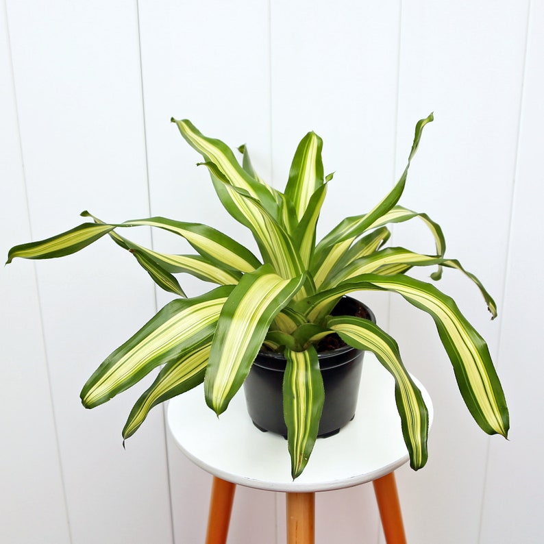 LIVE 6” Bromeliad Neoregelia Tricolor, Variegated Tropical Houseplant, Unique Gift for Plant Lovers - Neoregalia Tricolor