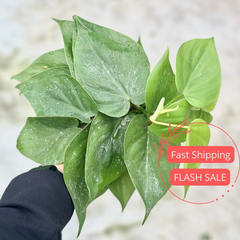 Philodendron Cordatum Heartleaf Plant | 4" Fully Rooted Indoor Houseplant | Heartleaf Philo Starter Plant | Plant Gifts