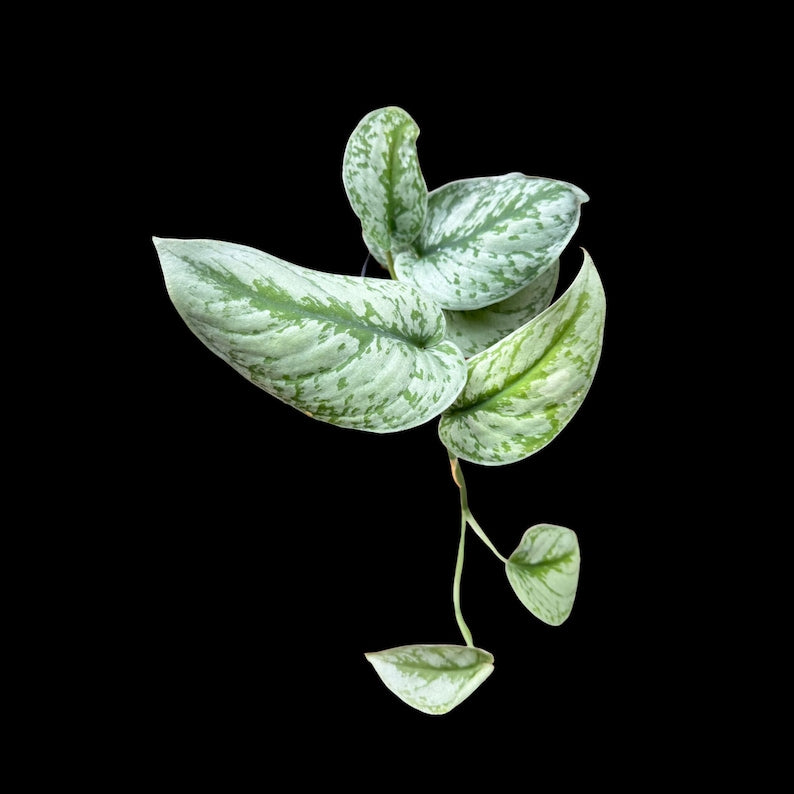 pothos exotica Scindapsus Pictus Exotica Plant in 4" Pot | Large Satin Pothos