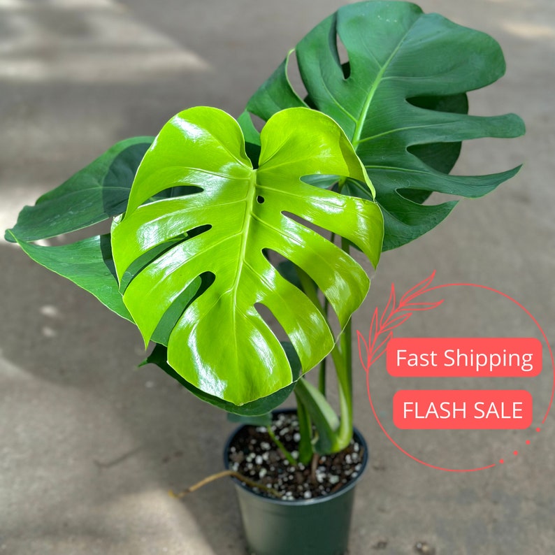 Monstera Deliciosa Plant 4" & 6" | Swiss Cheese Plant | Indoor Houseplant | Beginner-Friendly Monstera (Monstera deliciosa)
