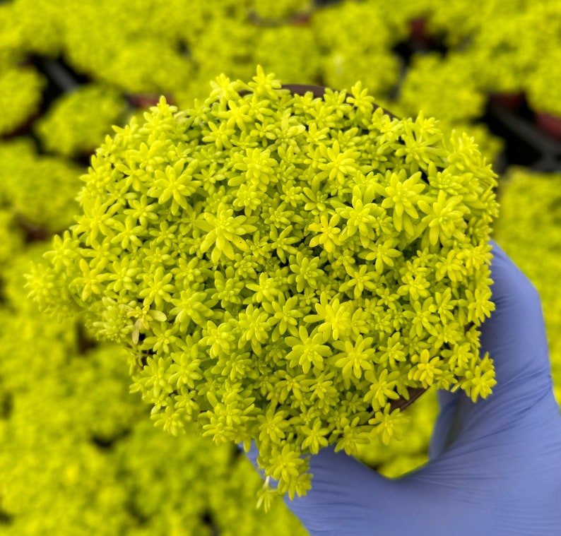 Sedum Japonicum | Tokyo Sun Stonecrop | Yellow Succulent Ground Cover | Drought-Tolerant Low-Growing Plant