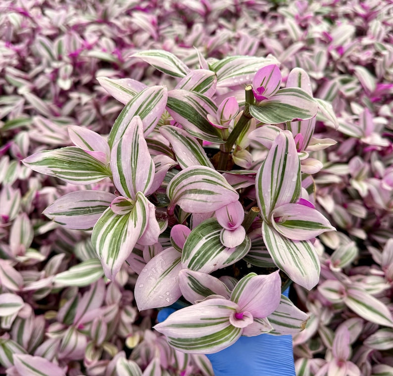 Tradescantia Nanouk Plant | Pink Wandering Jew | Variegated Houseplant | Succulent Foliage | Tradescantia zebrina