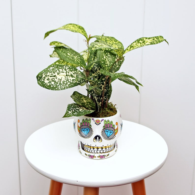 LIVE Florida Beauty Gold Dust Dracaena Surculosa in Funky Ceramic Skull Pot | Unique Indoor Plant Gift for Halloween & Home Decor