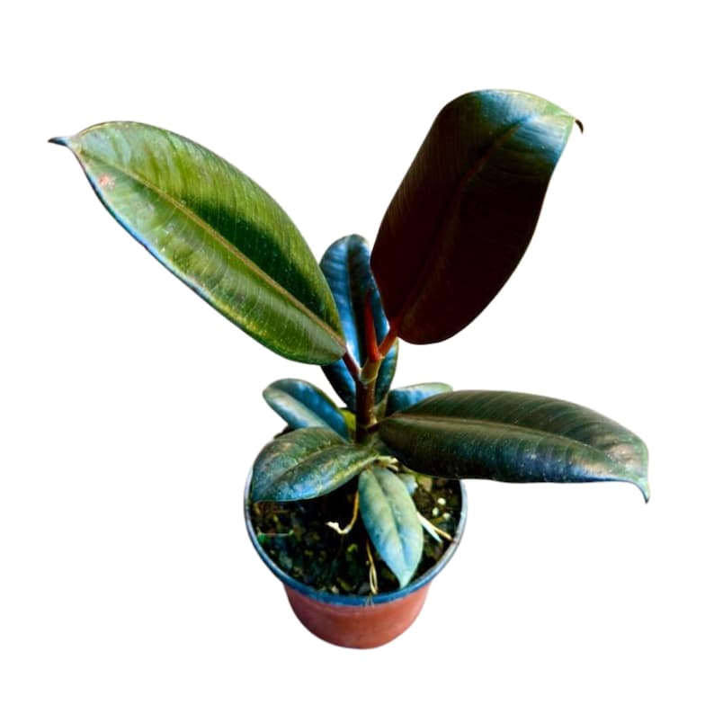 Rubber Plant in 4" Pot - Burgundy Variety - Ficus Elastica - Live Indoor Houseplant for Home Decor