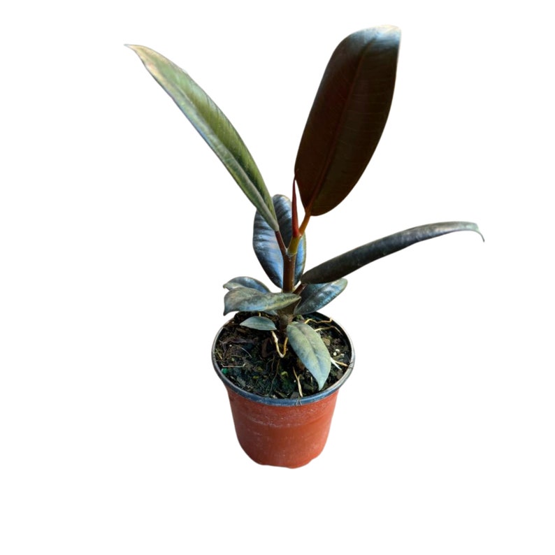 Burgundy Rubber Tree 4" Pot - Live Ficus Elastica - Indoor Plant with Glossy Leaves - Perfect Houseplant for Home Decor