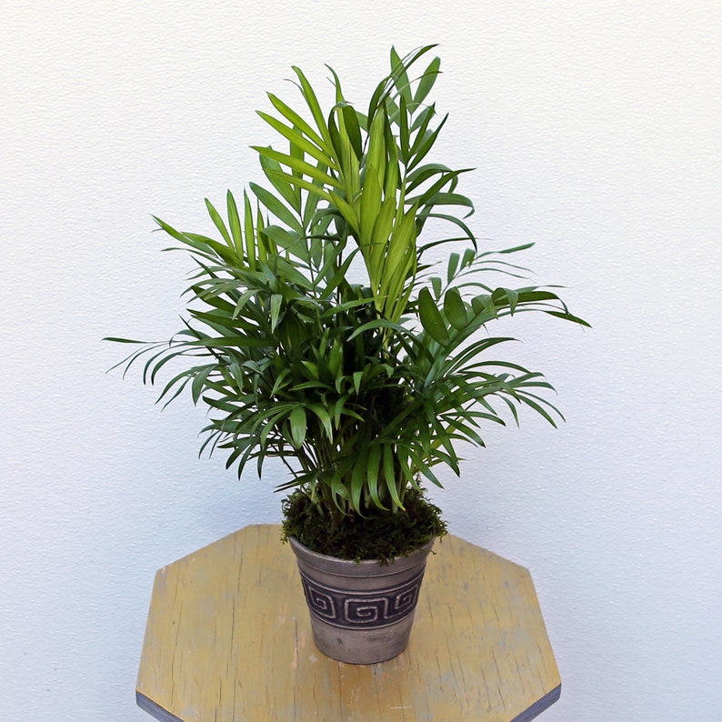 LIVE 4 Inch Parlor Palm Plant Neanthe Bella Chamaedorea Elegans - Indoor Houseplant Gift for Plant Lovers and Teachers