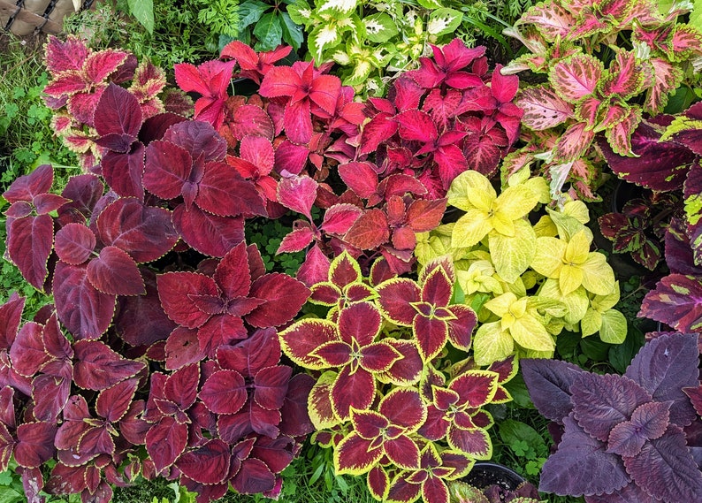 Coleus Seeds - 30 Pack Wizard Mix, Vibrant Ornamental Plant, Rare Non-GMO Coleus scutellarioides for Indoors & Outdoors