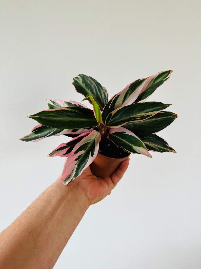 Stromanthe Triostar Starter Plant - 3” Pink Peacock Plant