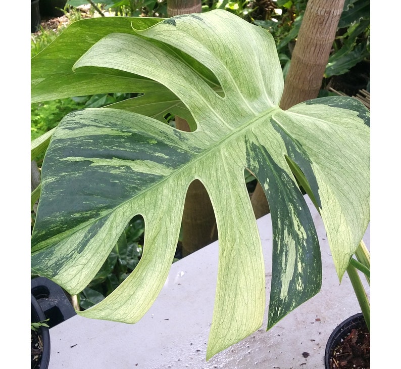 Mint Monstera Deliciosa Variegated 4" Pot - Rare Mint Variegata - Stunning Patterning, Hardy Indoor Plant