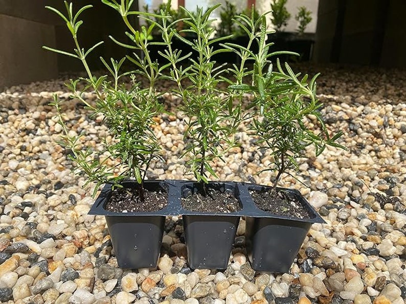 Creeping Rosemary Plants in 2.5" Nursery Cubes - Rosmarinus Officinalis, Drought Tolerant Ground Cover, Blue Flowers