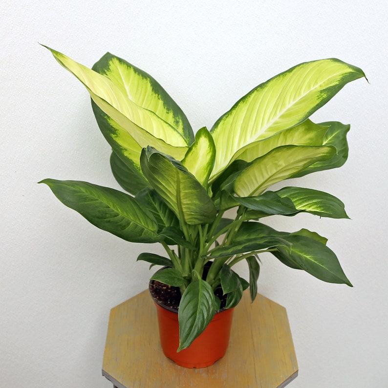 LIVE 6 Inch Pot Dieffenbachia Tropic Marianne Dumb Cane - Variegated Indoor Plant for Home Décor, Gift Idea - Dieffenbachia spp.
