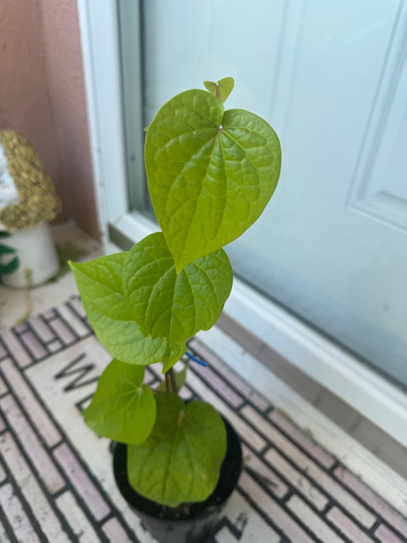 Potted Paan Plant Vine - 1 ft Piper Betle - Fresh Betel Leaf for Culinary Use