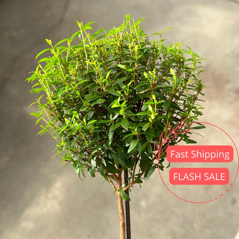 Myrtle Topiary Live Plant 4