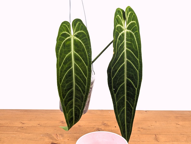 Anthurium Warocqueanum Queen Plant 4 Inch Pot, 2+ Leaves, Tropical Houseplant, Anthurium waroqueanum