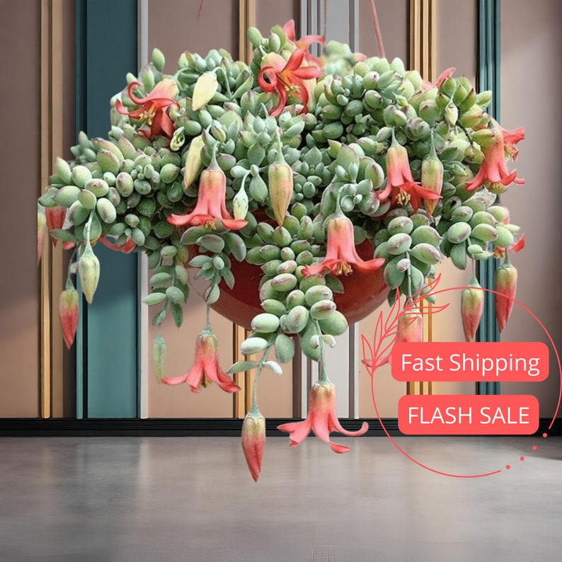 Cotyledon Pendens Cutting | 3.5" Cliff Hanger Succulent | Indoor Hanging Houseplant | Unique Green Foliage