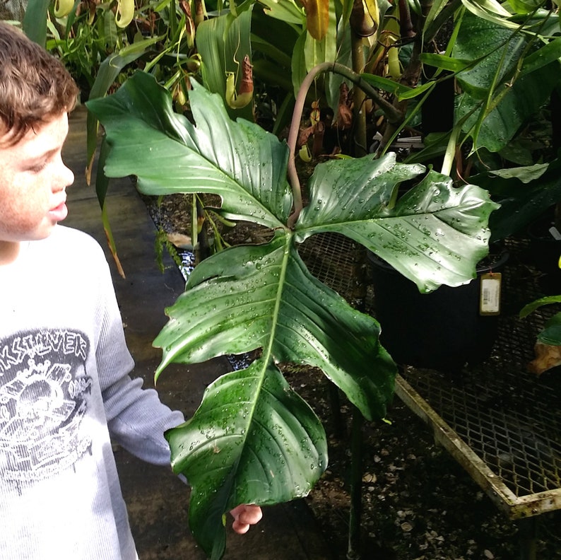 Philodendron Pedatum Cutting - Rare Aroid - Philodendron Quericifolium/Laciniatum - Tropical Plant Cuttings with Nodes