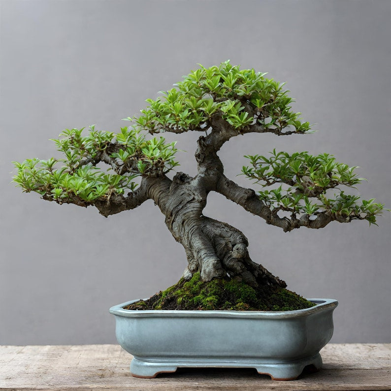 Bonsai Planter Pots 5" | Juniper Bonsai Tree | Juniperus Procumbens Nana | Indoor Glazed Ceramic Planters with Drainage