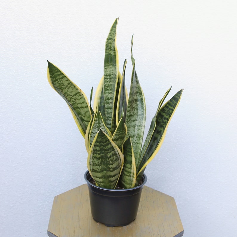 LIVE 6 Inch Sansevieria Superba Snake Plant, Low Light Indoor Houseplant, Air Purifying Evergreen, Great Gift Option