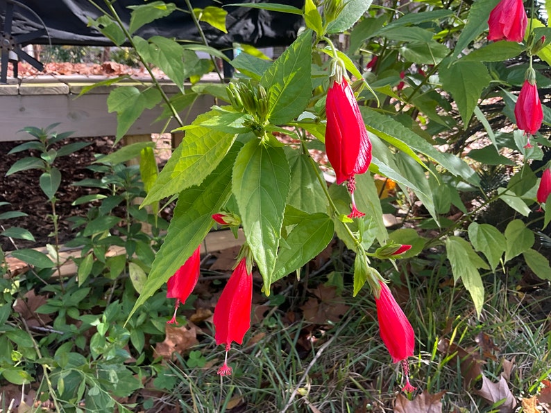 Live Plant 2.5" Pot Turk's Cap Sleepy Hibiscus Malviscus penduliflorus Butterfly Attractor Edible Garden Plant