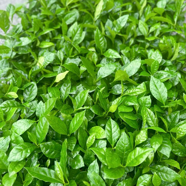 Coffee Plant 12 Pack Live 3" Pots Coffea Arabica Indoor Houseplant Gift Office Decoration Gardening Plant Lover Gift