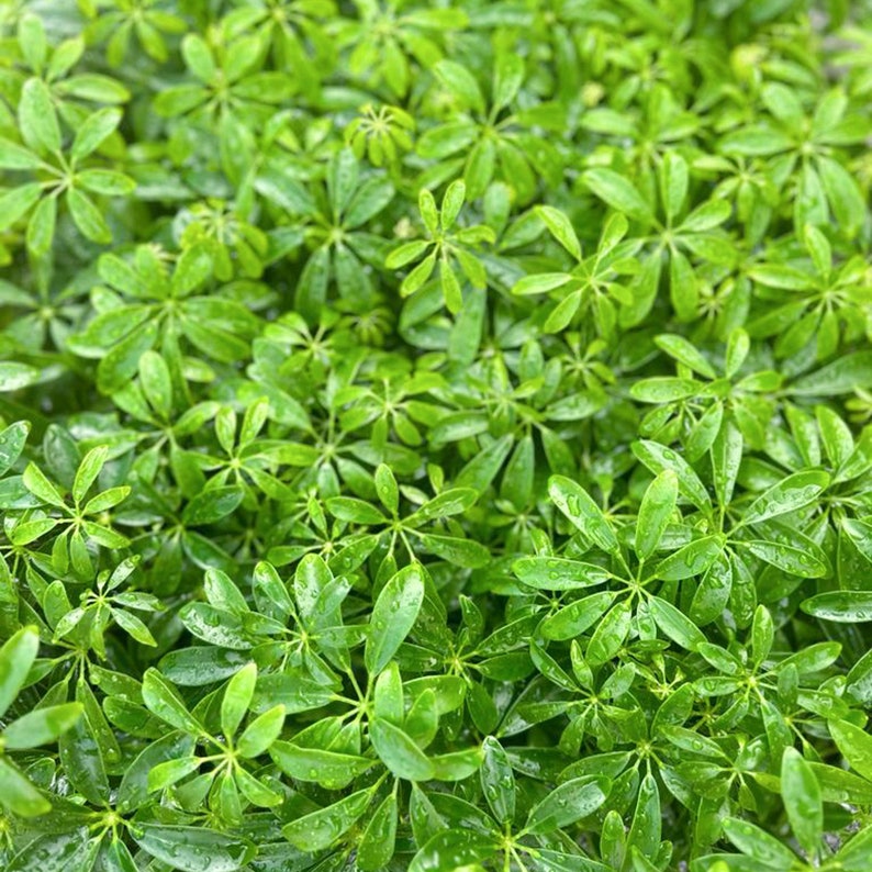 hawaiian schefflera brassia arboricola 8 Pack Live 4" Pot Arboricola Hawaiian Schefflera Plants, Dwarf Umbrel – Sejahtera Seeds and Bulbs