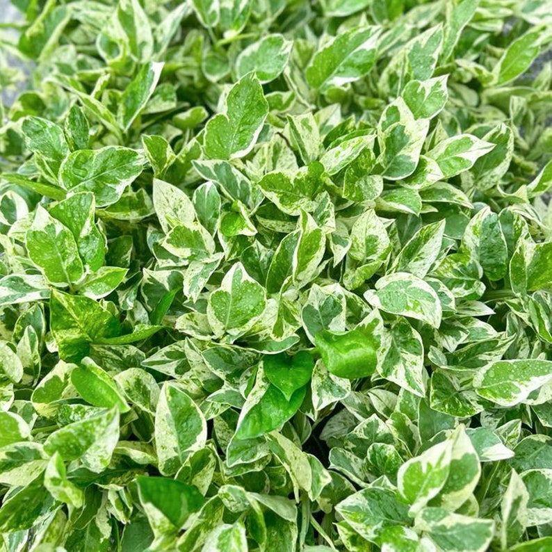 pothos pearls 4 Pack Live 4" Pot Pearls 'n Jade Pothos, Trailing Houseplant, Epiprem – Sejahtera Seeds and Bulbs