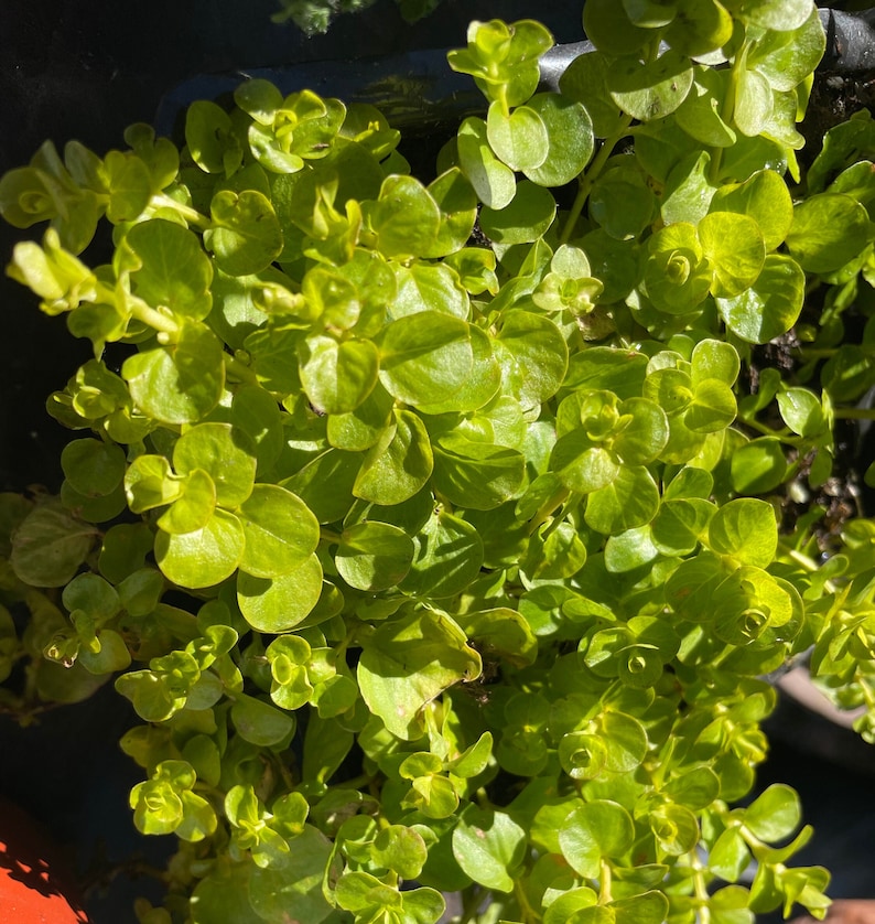 Creeping Jenny Plant 3 Inch Pot Goldi Variety Lysimachia nummularia Low-Growing Groundcover with Golden Leaves