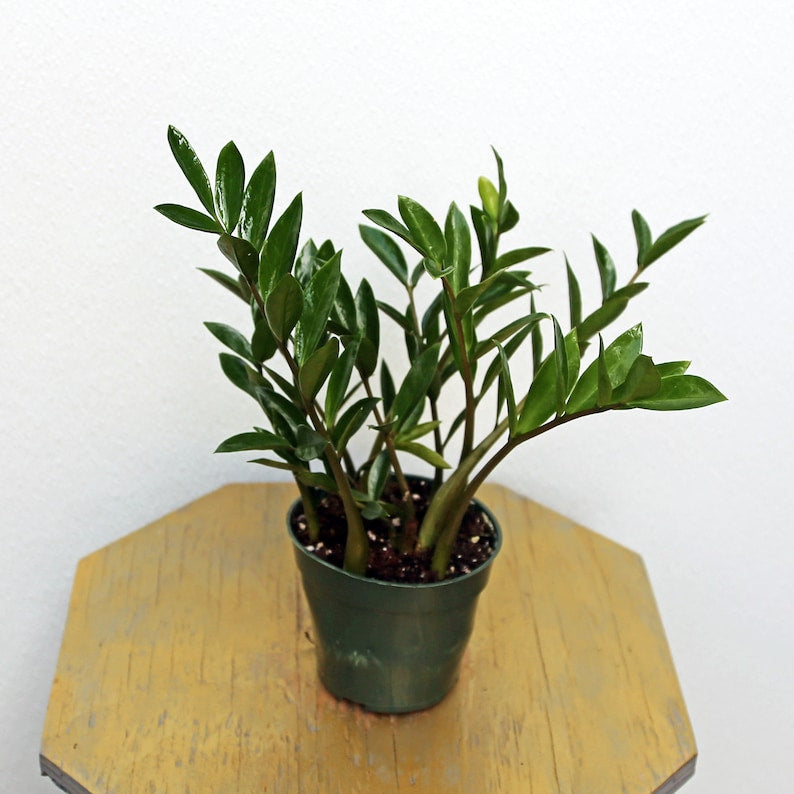 LIVE ZZ Plant (4 inch) - Zamioculcas Zamiifolia, Good Luck Plant, Housewarming Gift, Office Decor, Easy Care Houseplant