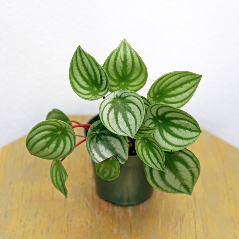 LIVE 4 Inch Peperomia Watermelon Houseplant, Peperomia Argyreia, Small Indoor Plant, Office Gift for Plant Lovers