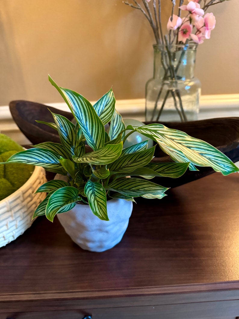 indoor plant with white stripes Calathea Vittata Live Plant 4” Pot | White Striped Indoor Plant