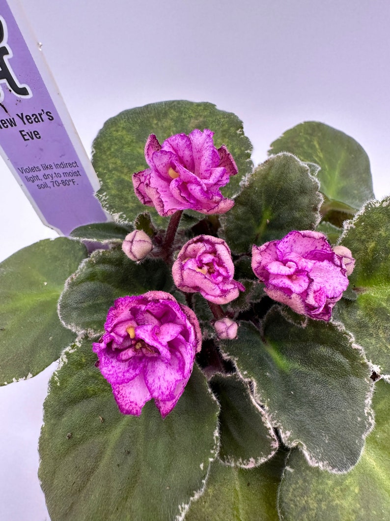 Live African Violet Plant 4" Blooming Indoor Flower - Saintpaulia Ionantha - Perfect for Home Decor