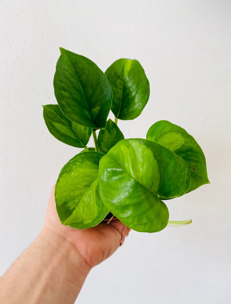 Pothos Global Green Plant - 3" Pot - Variegated Epipremnum - Easy Care Houseplant - Perfect for Indoor Decor
