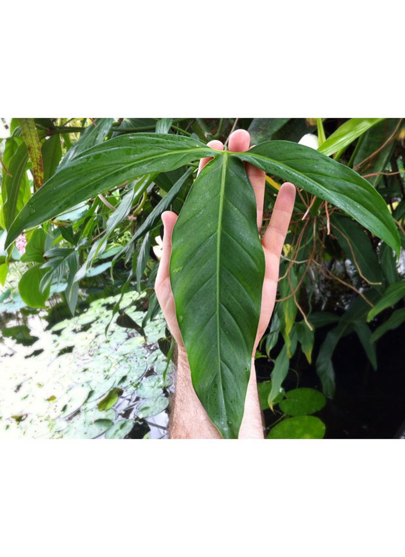 Philodendron Tripartitum Top Cutting | Rare Aroid with Long Tri-Lobed Leaves | Easy Care Indoor/Outdoor Plant