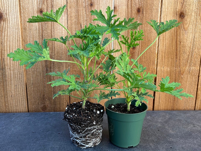 Citronella Plants, 4” Nursery Pot, Mosquito Plant, Aromatic Green Leaves,  Cymbopogon nardus, Hardy Indoor/Outdoor