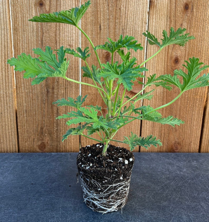 Citronella Plant 4" Pot Mosquito Plant Pelargonium 'Citrosum' Green Leaves Pink Flowers Natural Pest Control